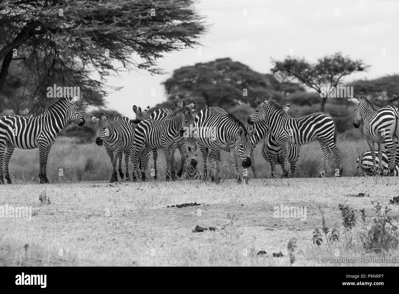 Eine Herde Zebras am Wasserloch Stockfoto