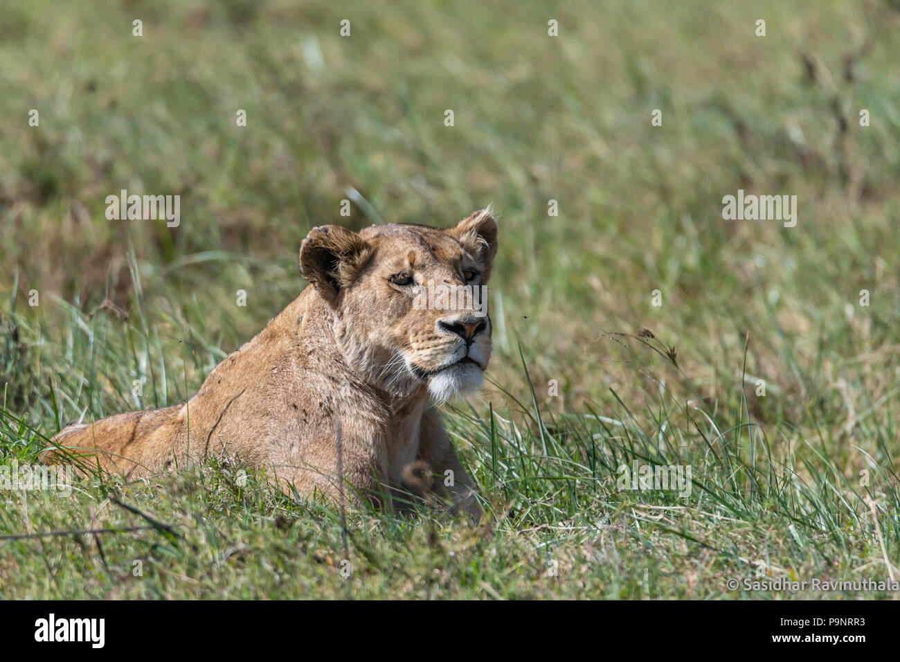Königin des Dschungels eine Afrikanische Löwin in Grass Lands Stockfoto