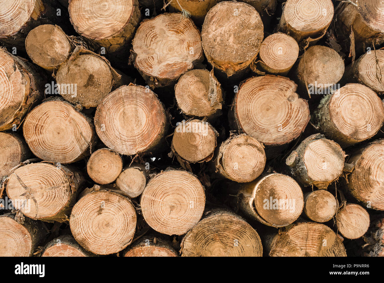 Holz baum Protokolle für die Holzindustrie. Holz- trunk Haufen, Stapel Holz Textur Hintergrund. Stockfoto