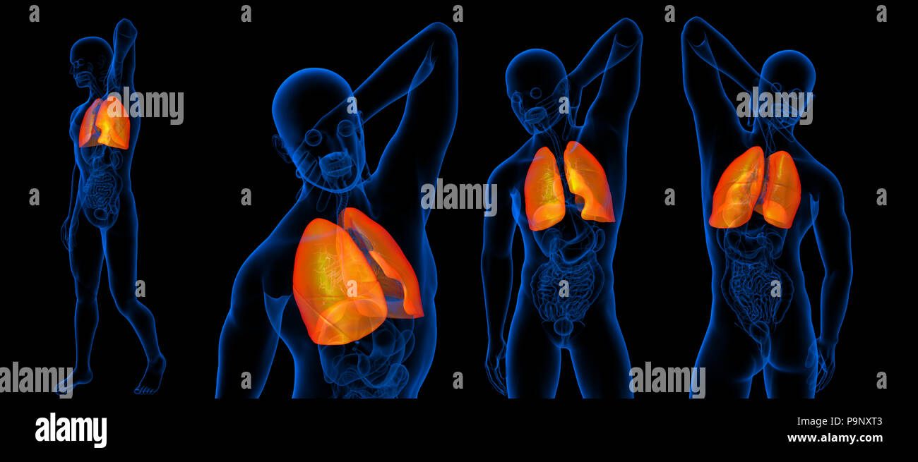 3D Rendering-Darstellung der Lunge Stockfoto