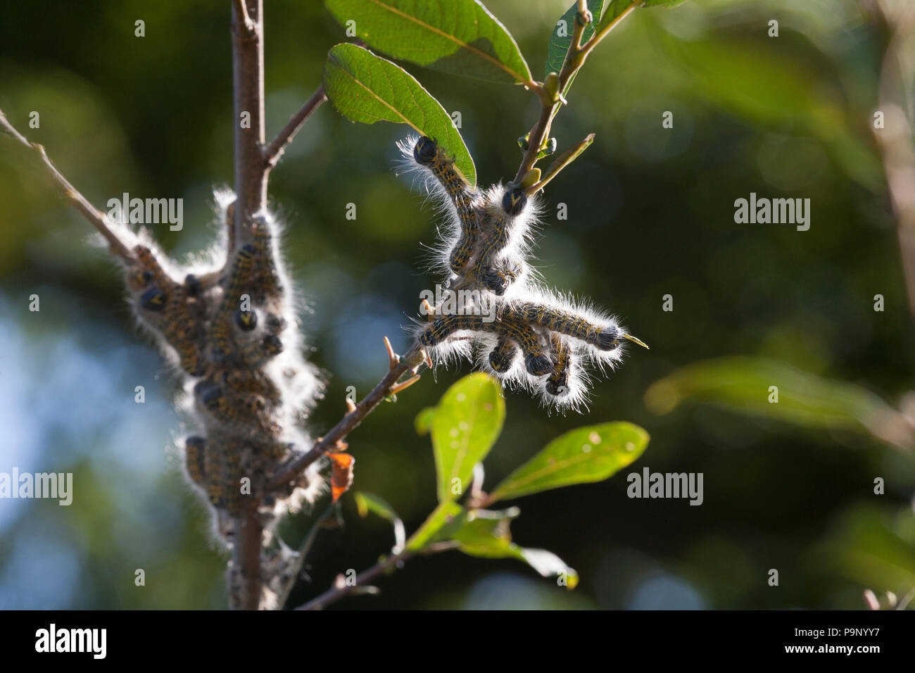 Raupen des Buff-tipp Moth, Phalera bucephala, Fütterung auf Blätter in den Abend. Wenn Sie Anwesend sind in großer Zahl können Sie defoliate Baum Stockfoto