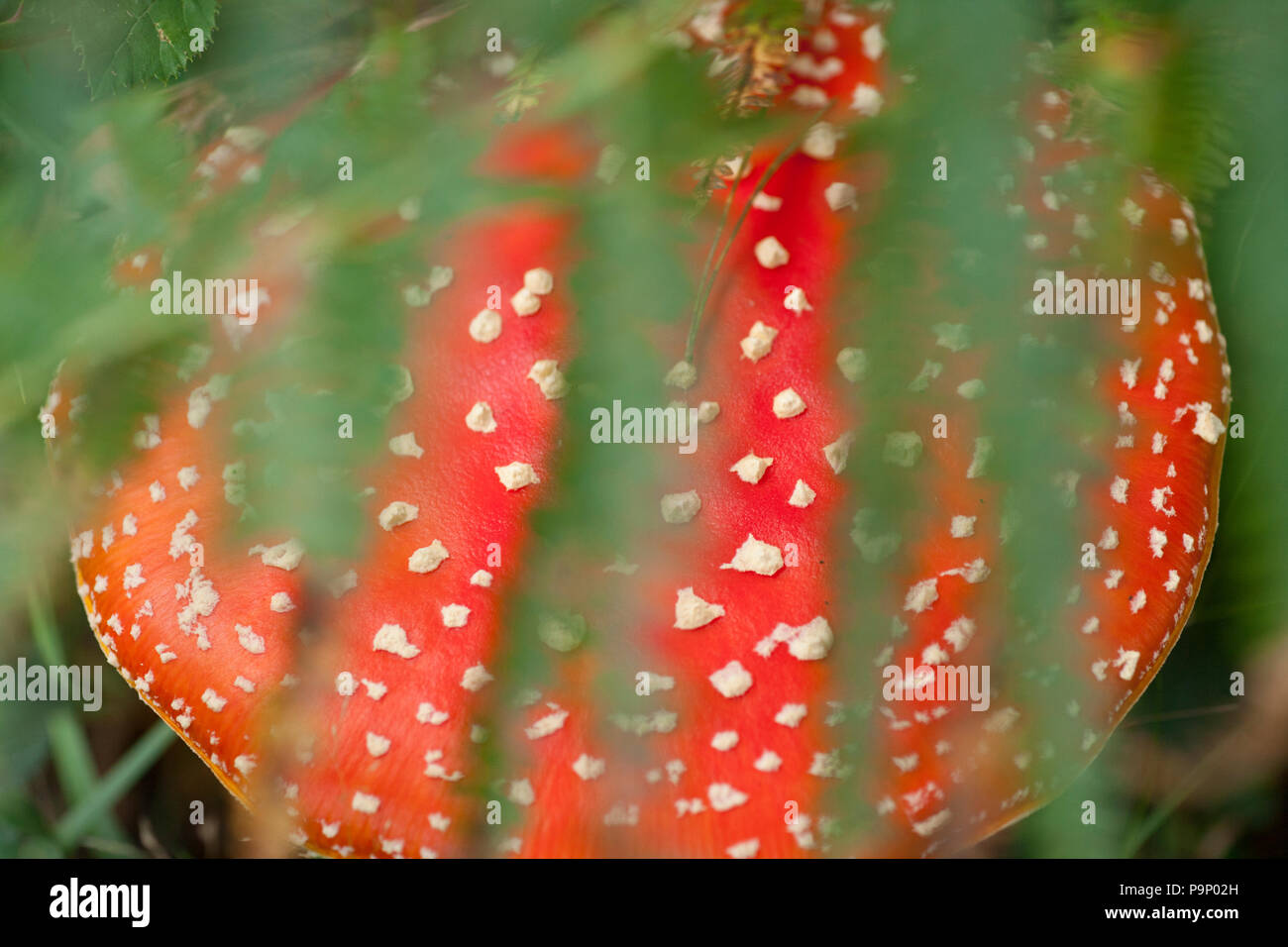 Eine Fly Agaric Fliegenpilz, Amanita muscaria, unter Farne im New Forest in Hampshire England UK GB wächst Stockfoto