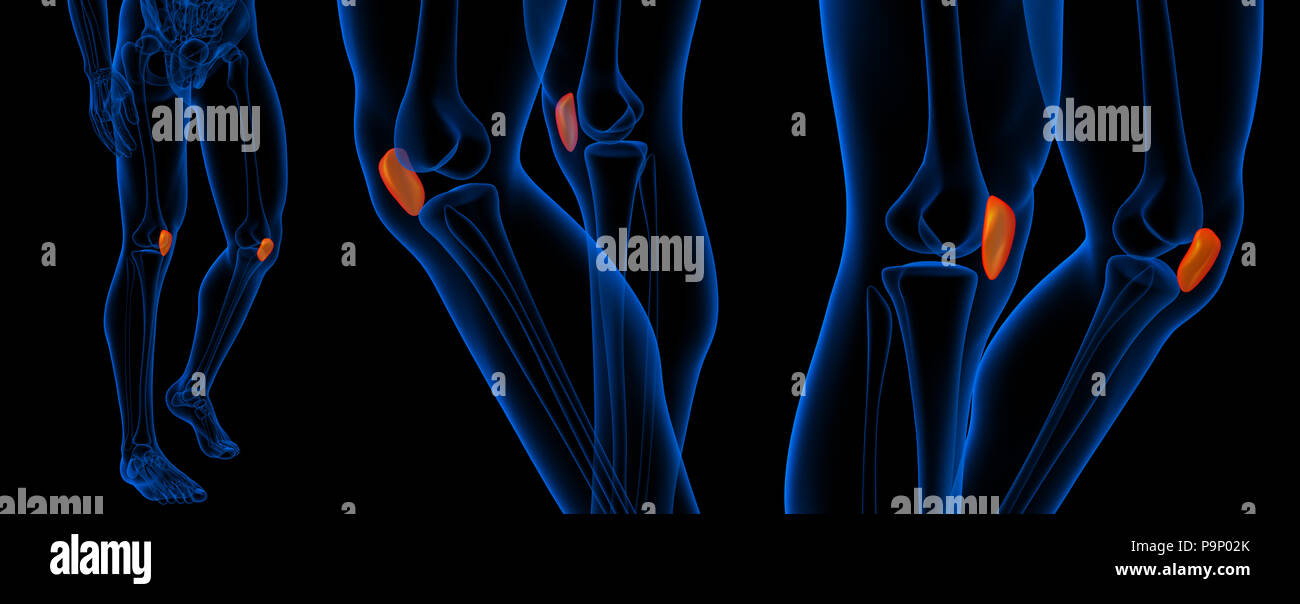 3D Rendering Illustration der Patella Stockfotografie Alamy