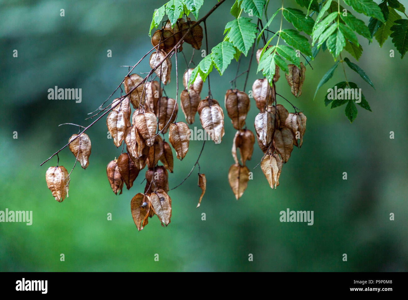 Koelreuteria paniculata 'Apiculata', Goldregenbaum, Früchte, die an Samenkapseln hängen Stockfoto
