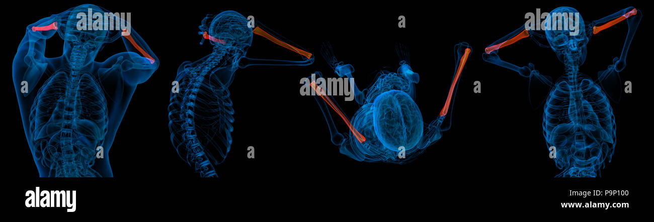 3D Rendering Illustration von radius Knochen Stockfoto