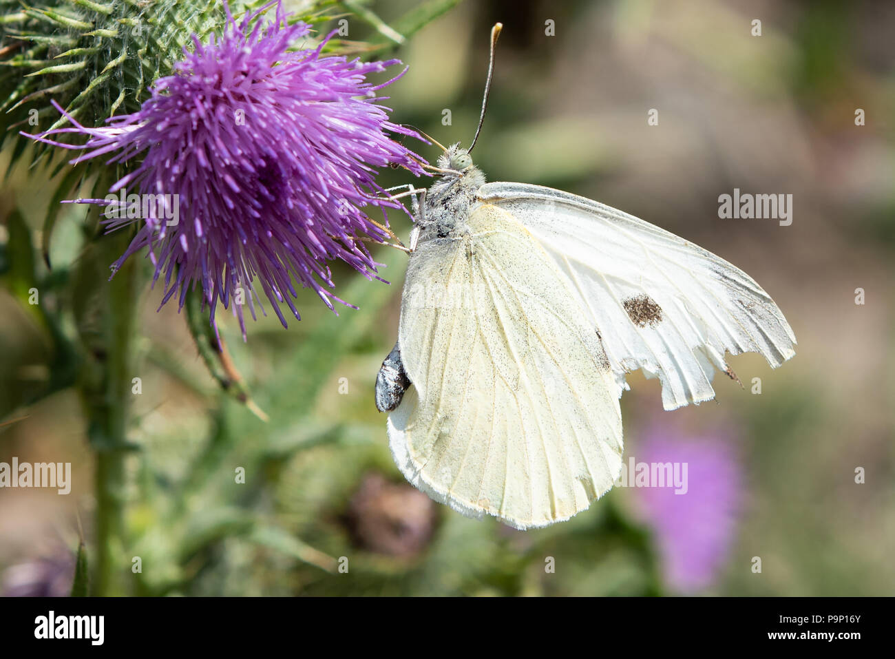 Weiß Schmetterling auf Thistle. Stockfoto