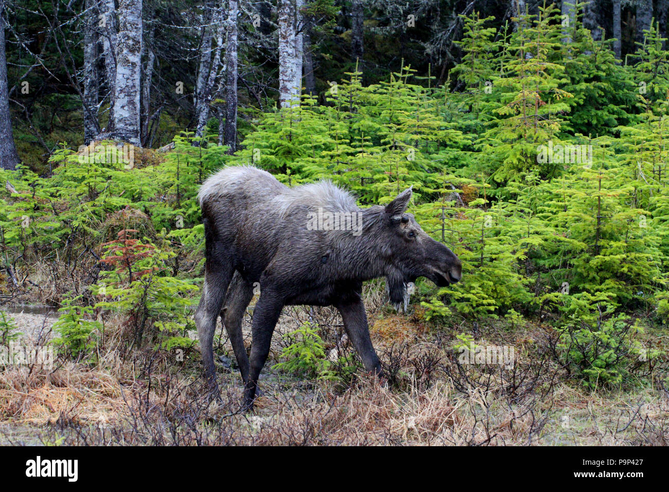 Tierwelt, Elche Alces alces. Reisebericht - Neufundland, Kanada, 'Rock'. Landschaften und malerische, kanadische Provinz, Stockfoto