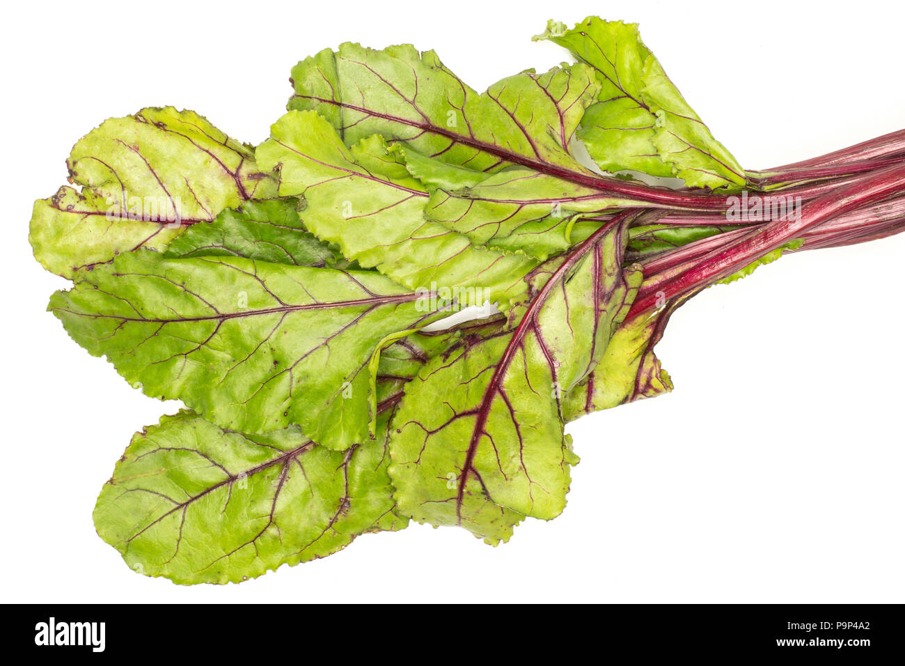 Zuckerrüben Grüns flatlay auf weißem Hintergrund Draufsicht frische grüne Blätter isoliert Stockfoto