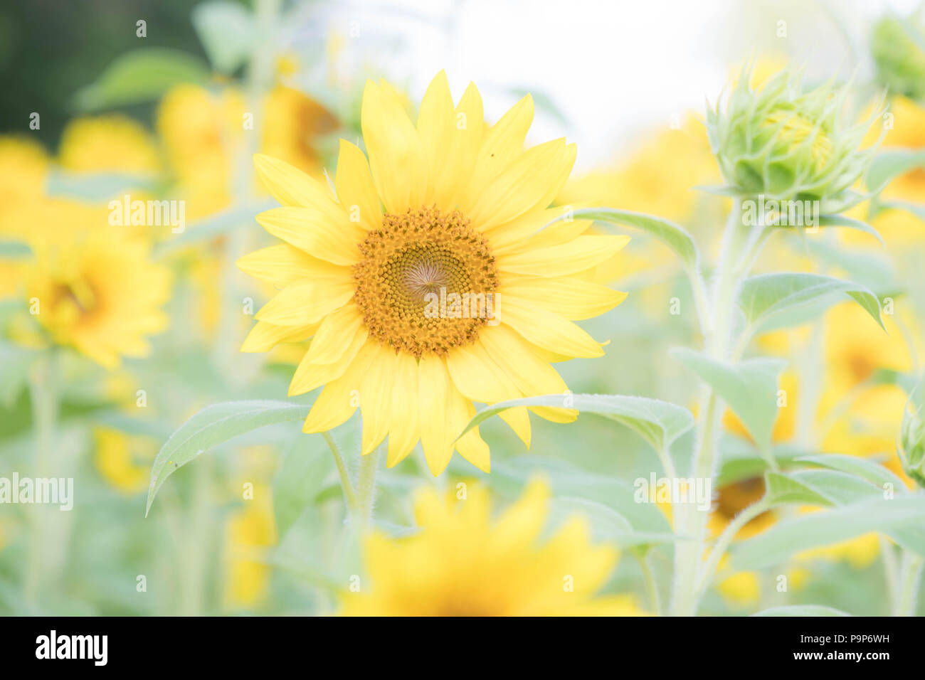 Eine verträumte Foto von einem Feld mit Sonnenblumen Stockfoto