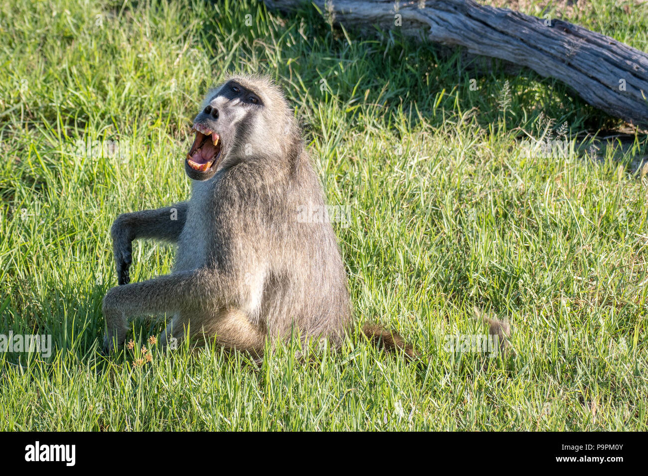 Ein pavian im Gras sitzen fletscht die Zähne. Simbabwe Stockfoto