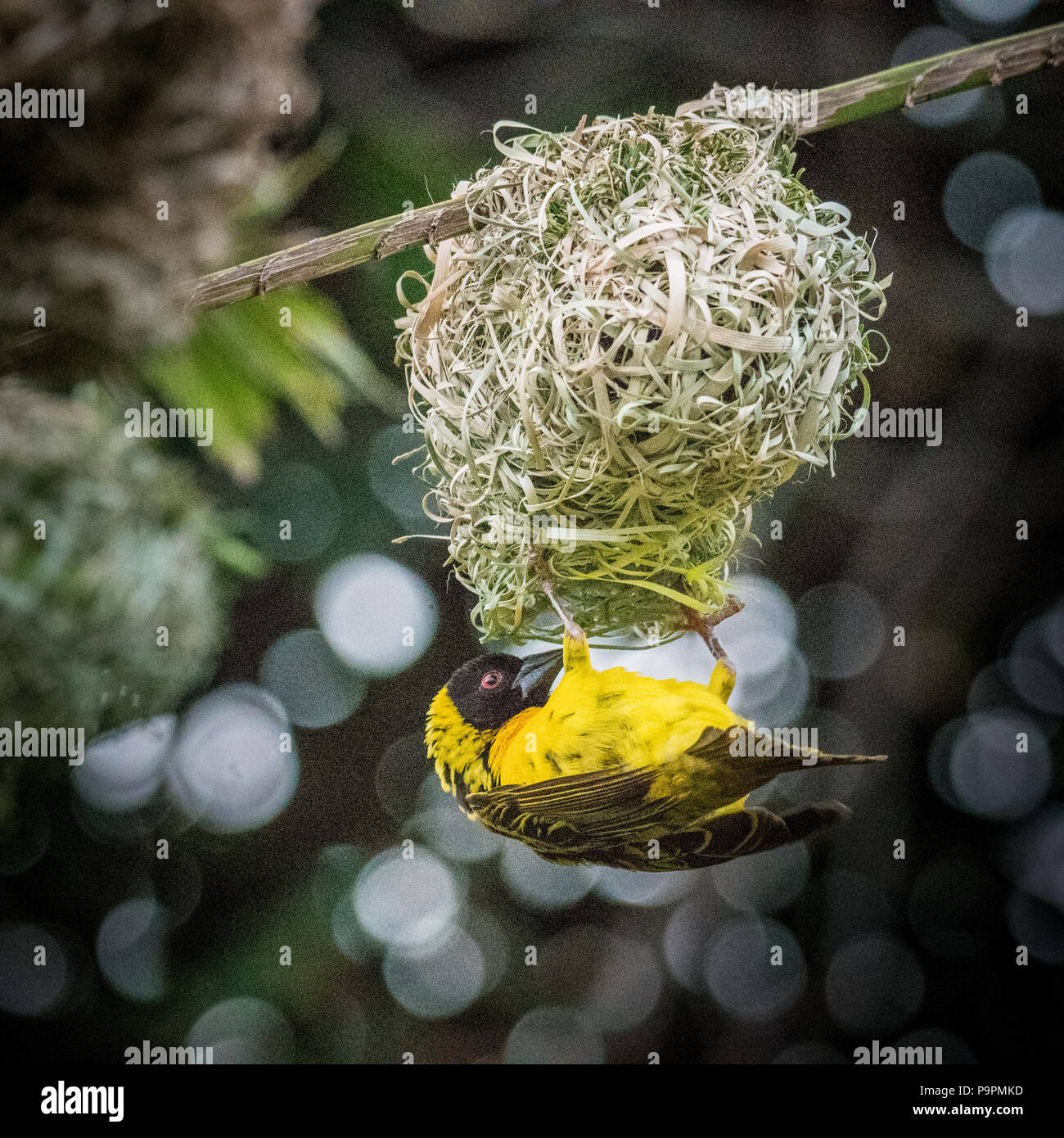 Männliche Village Weaver (Ploceus cucullatus) unter seine gewebte Nest in Hwange National Park ausgesetzt. Hwange, Simbabwe Stockfoto