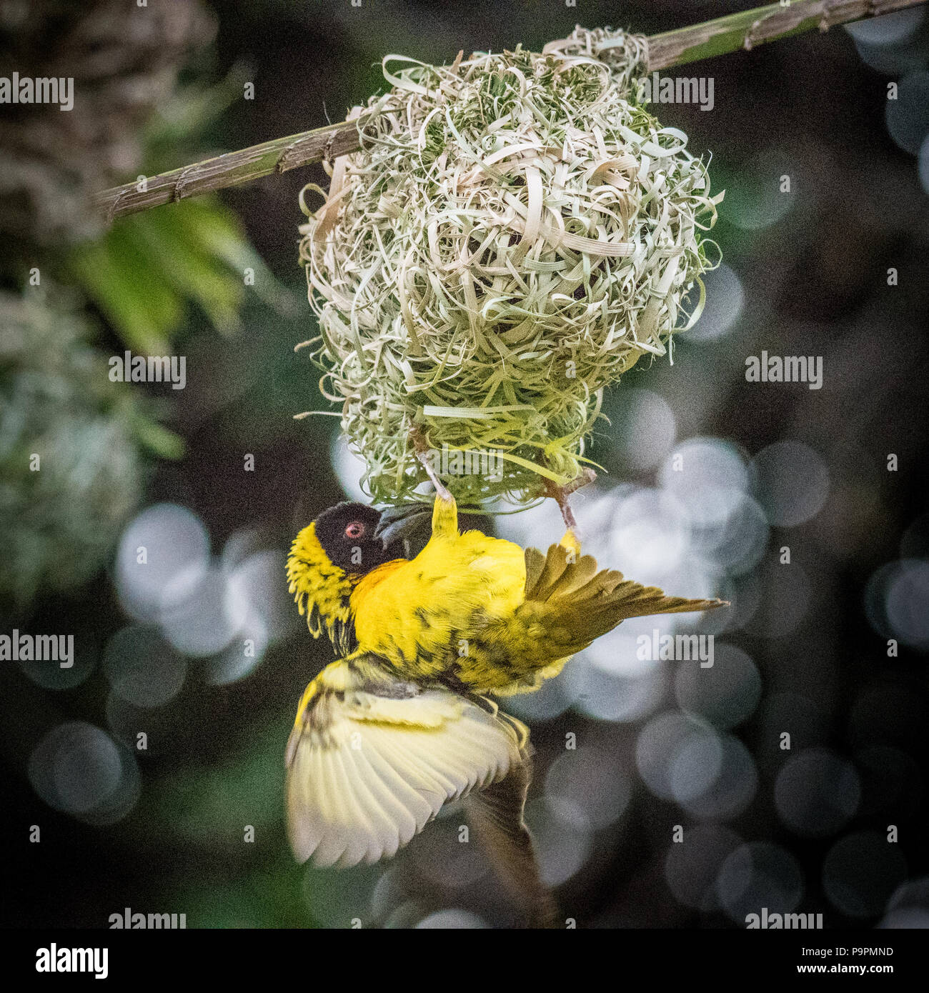 Männliche Village Weaver (Ploceus cucullatus) ausgesetzt Unter seine gewebte Nest mit Flügel ausgestreckt. In Hwange National Park. Hwange, Simbabwe Stockfoto