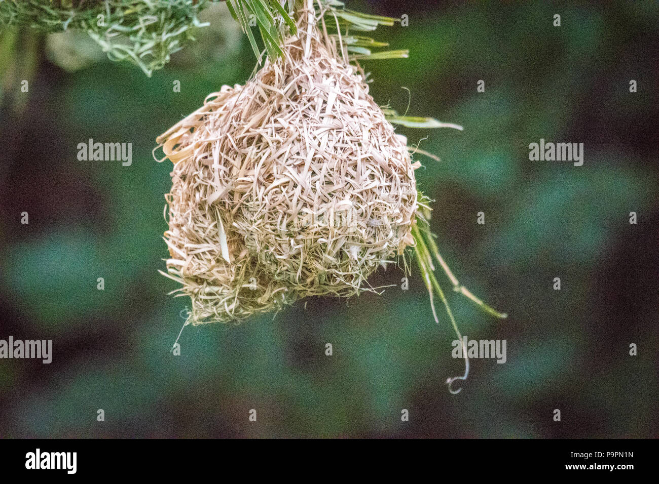 Ein Dorf Weaver (Ploceus cucullatus) Nest hängt von einem Rohr in Hwange National Park. Hwange, Simbabwe Stockfoto