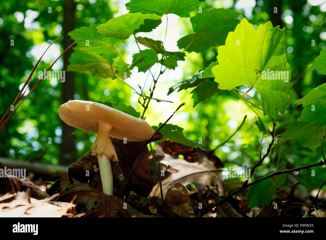 Ein cokers Amanita Pilze unter einem wilden muscadine Rebe im Wald an Yates Mühle County Park in Raleigh North Carolina Stockfoto