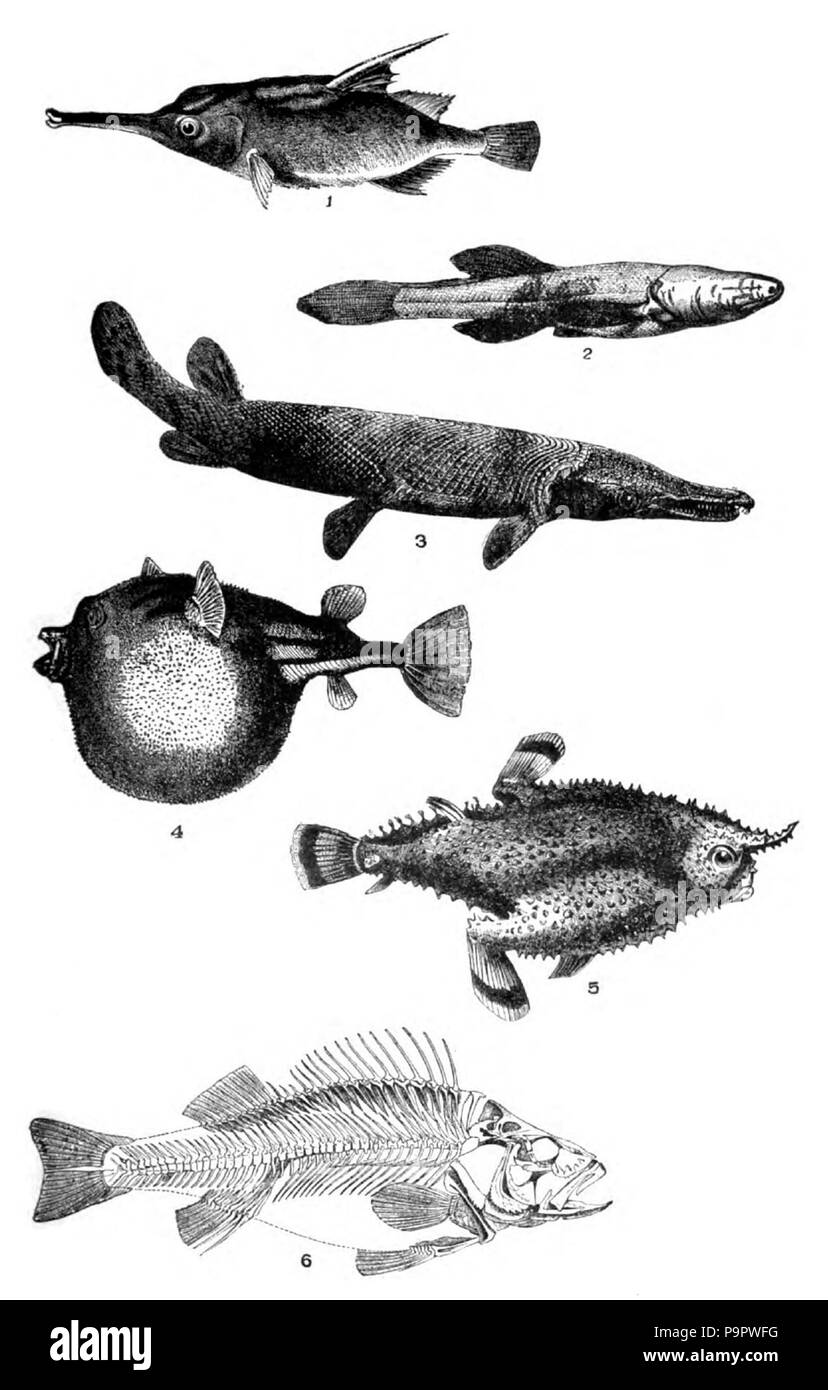 . Englisch: Diagramm mit sechs Fischarten. veröffentlicht 1920 124 Americana 1920 Bass (Fisch) - bass, Fledermausfischen, Ballon, Fisch, etc. Stockfoto