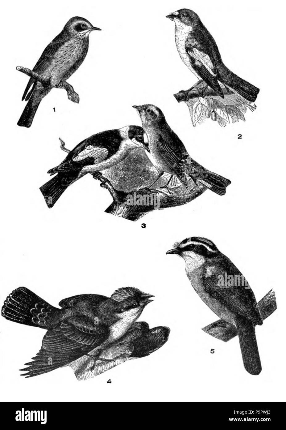 124 Americana 1920 Schopftyrann Stockfoto