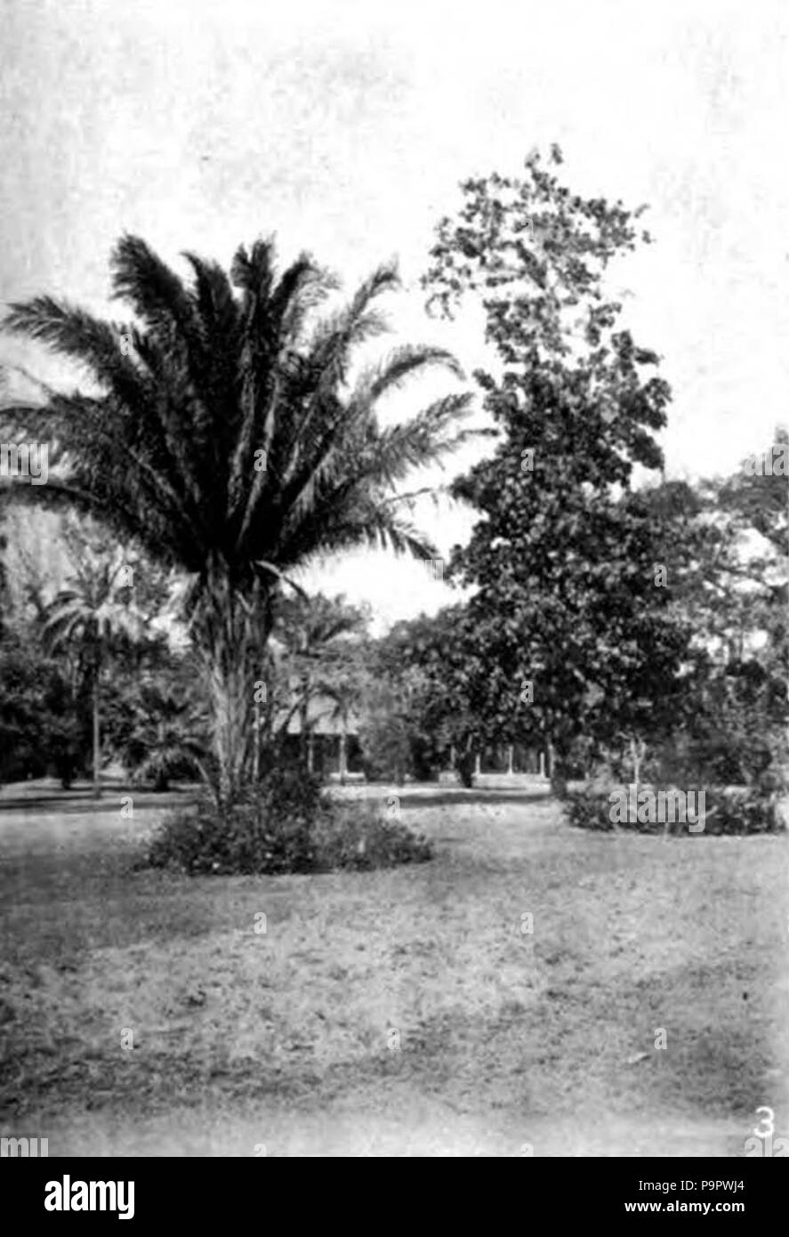 . Englisch: Schwarz-weiß Foto eines cohune Palm (links; Attalea cohune) und einem mahoe (rechts; Hibiskus elatus). veröffentlicht 1920 124 Americana 1920 Wald Bäume - Cohune Palm und Mahoe Stockfoto