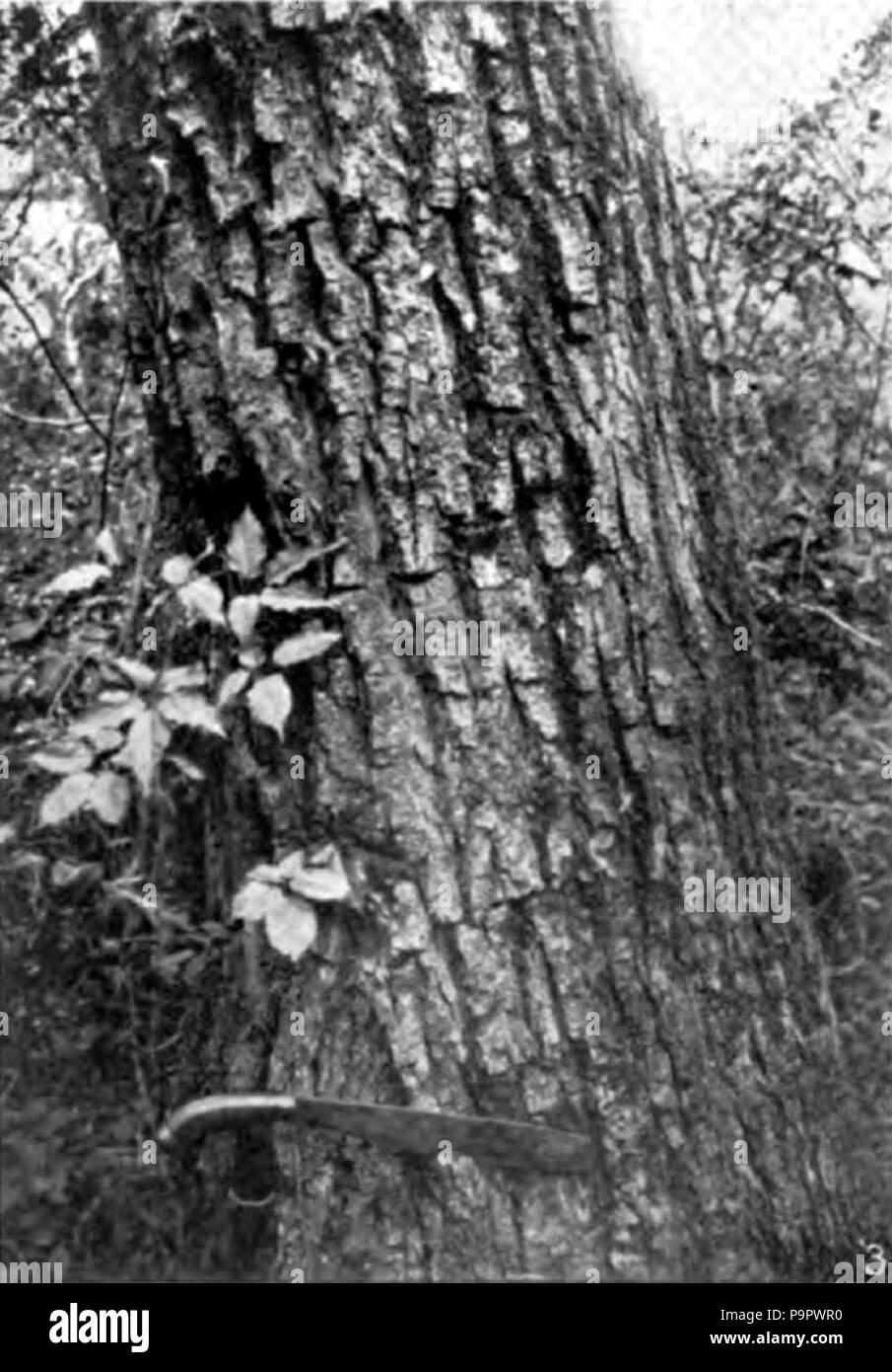 . Englisch: Stamm eines lepacho (Tecoma sp.), in der Region des Alto Parana Argentinien. Äquivalente von diesem Holz, die zu eng verwandte Arten der Gattung Tecoma, treten in die Wälder von Mexiko bis nach Nordargentinien. veröffentlicht 1920 125 Americana 1920 tropischen Wald Produkte - Lepacho Stockfoto