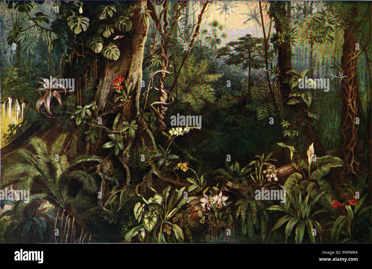 125 Americana 1920 Tropische Wälder Stockfoto