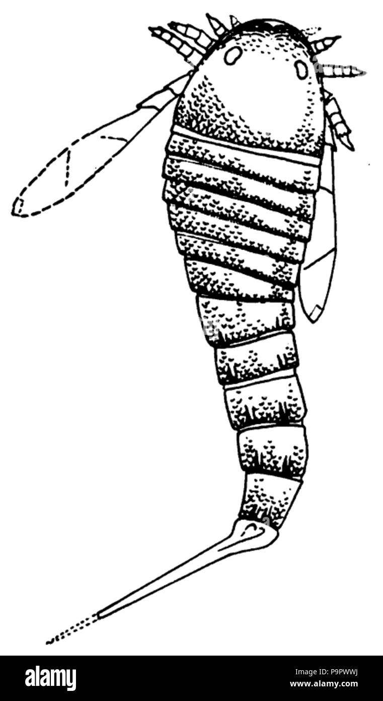 125 AmJourSci 4 38 228 509 Abbildung 1 Stockfoto