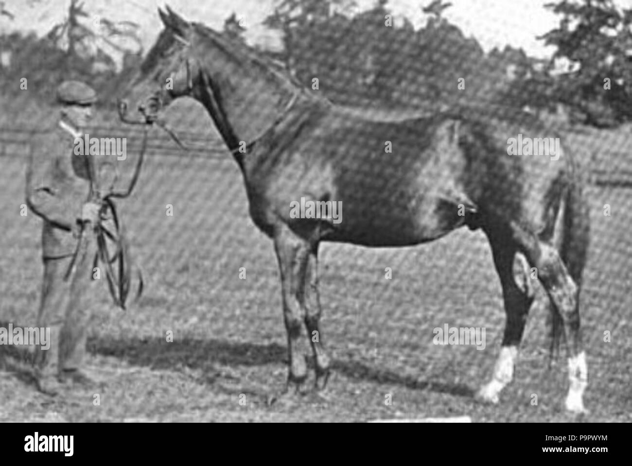 126 Amphion Pferd Stockfoto