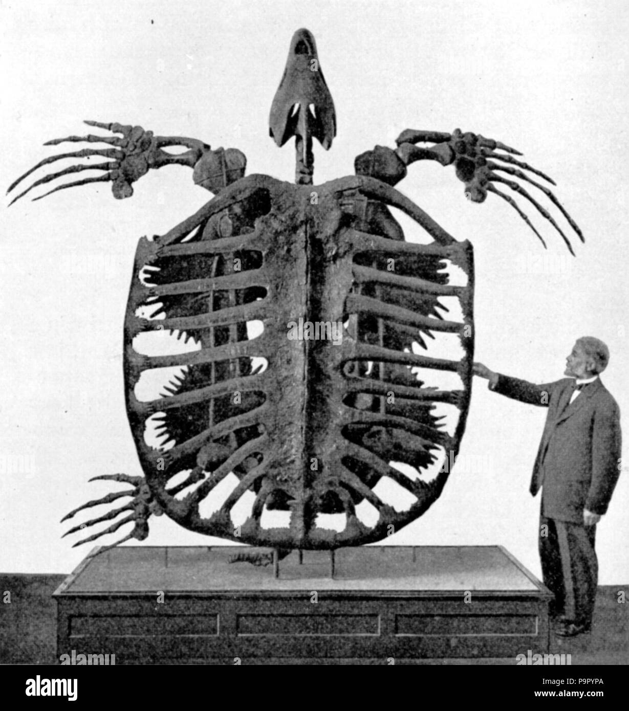 147 Archelon Skelett Stockfoto