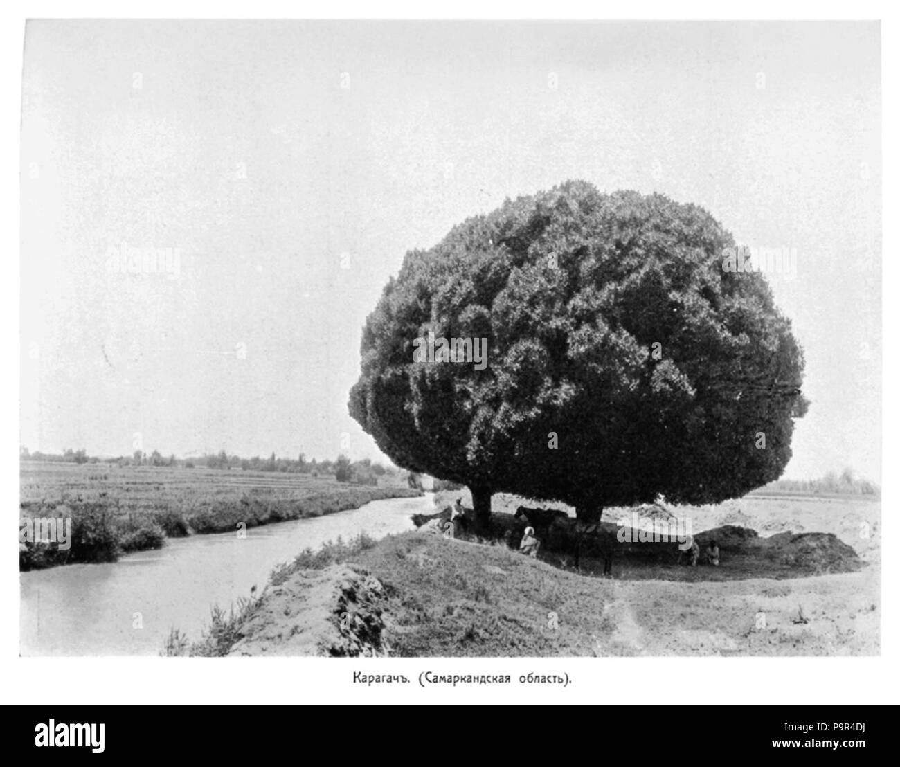 171 Aziatskaya Rossija. Vol. 2, S. 136. 'Karagach'. Samarkand Oblast Stockfoto