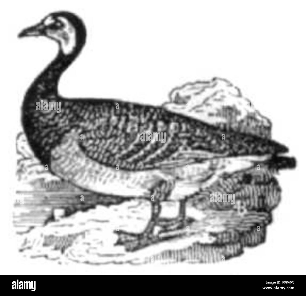 208 schwarze und weiße Gans Bild Stockfoto