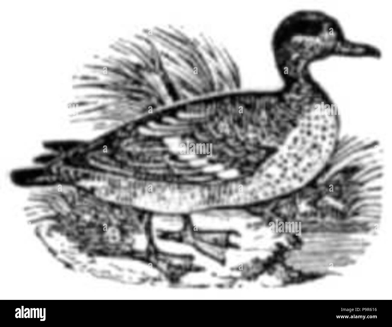 208 Schwarzen und Weißen Teal Stockfoto