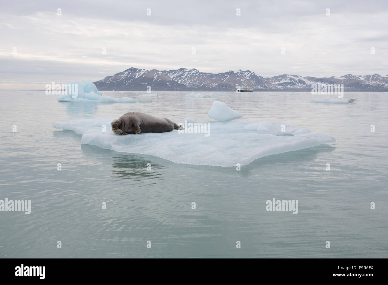 Bärtige Dichtung (Erignathus Barbatus) auf Eisscholle, Svalbard Stockfoto