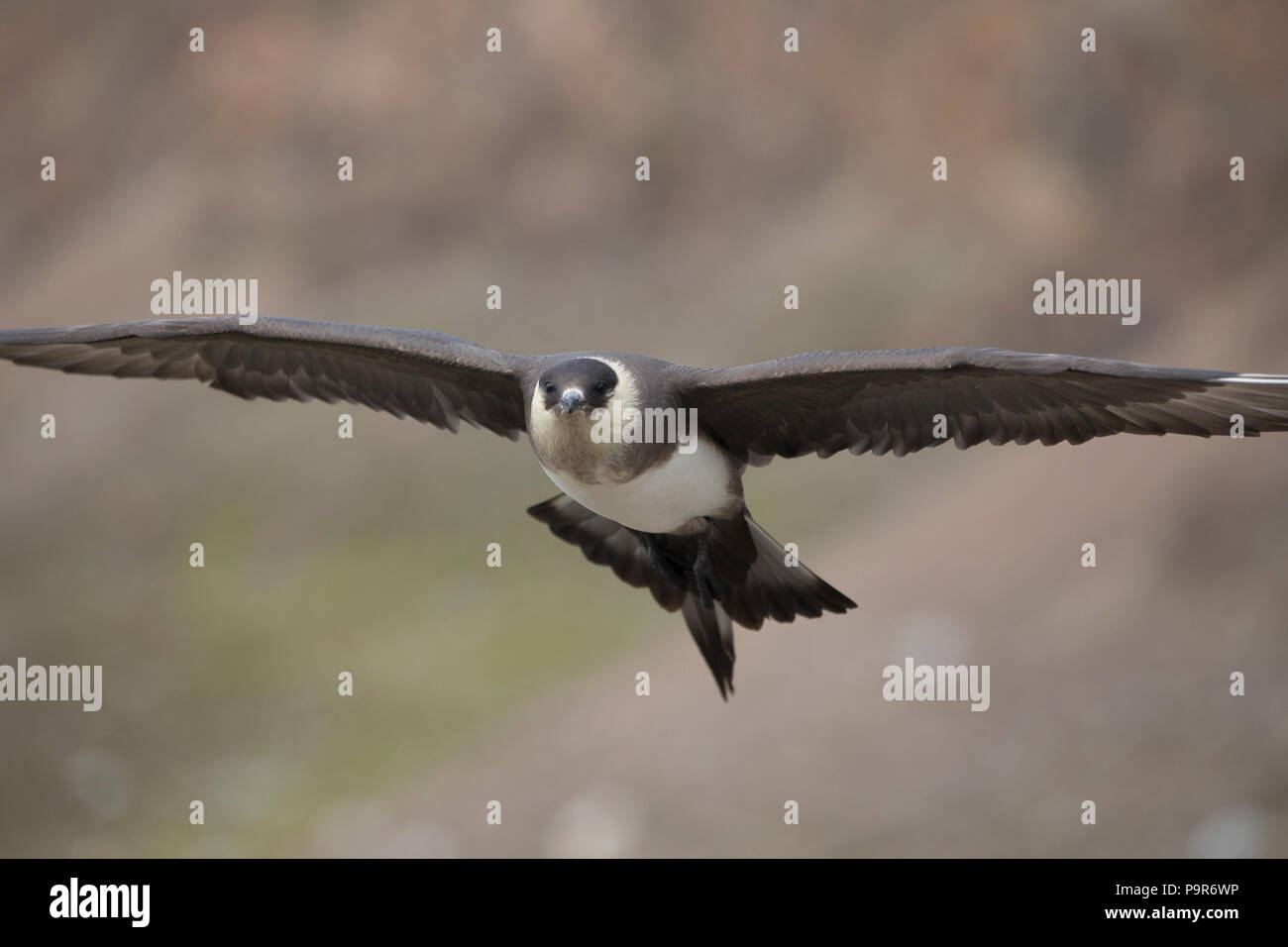 Parasitäre Jaeger/Schmarotzerraubmöwe (Eulen parasiticus) in Svalbard Stockfoto