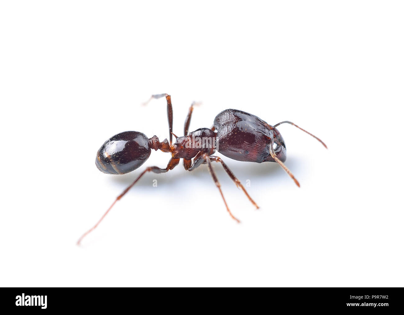 Schwarze Ameise auf weißem Hintergrund Stockfoto