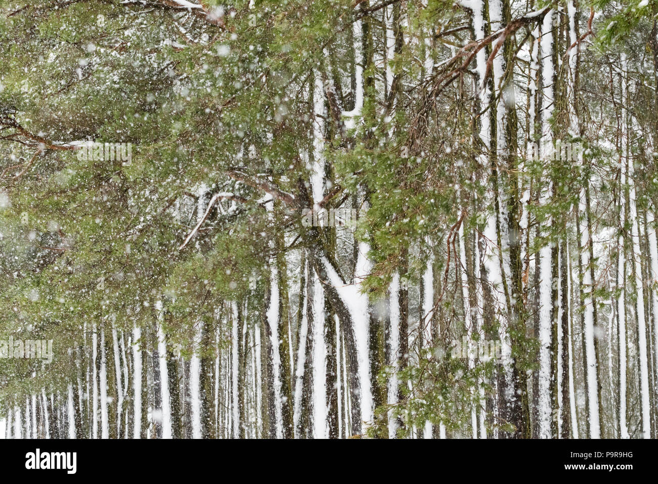 Schnee auf Baumstämmen - Schottland, Großbritannien Stockfoto