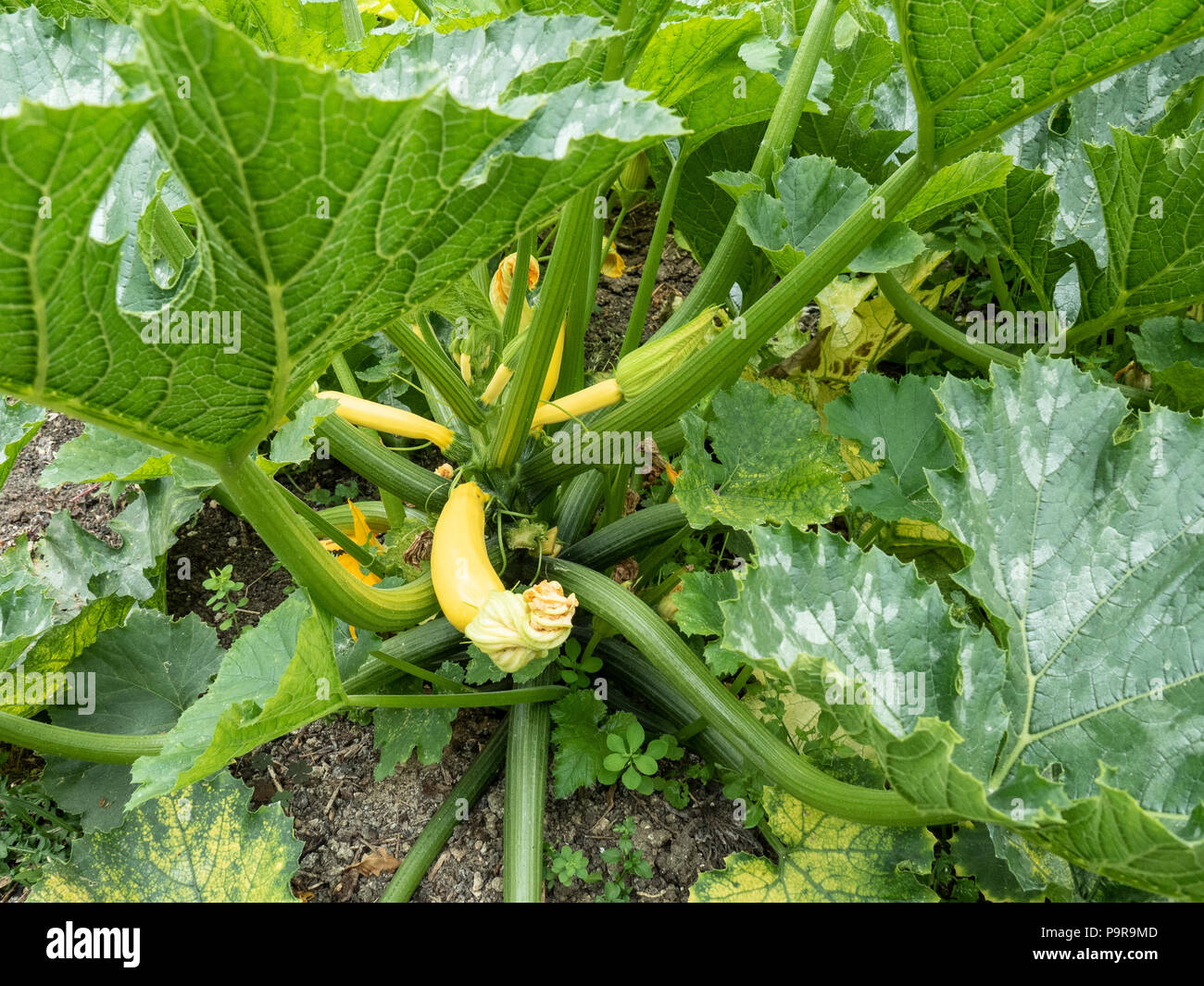 Eine einzelne Pflanze Zucchini Atena Polka Stockfoto