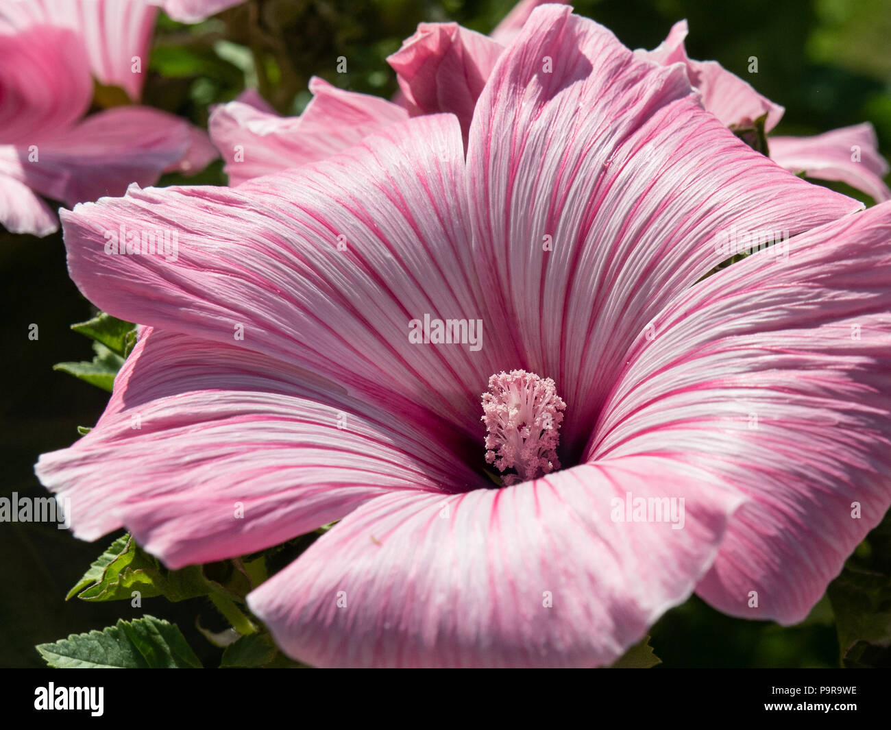 Nahaufnahme von einer einzigen Blume des Lavatera Silver Cup Stockfoto