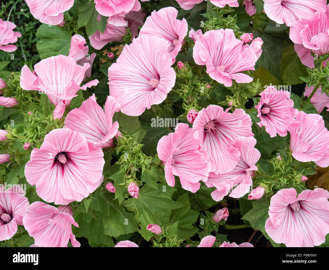 Eine Gruppe der großen, rosa Blüten von lavatera Silver Cup Stockfoto