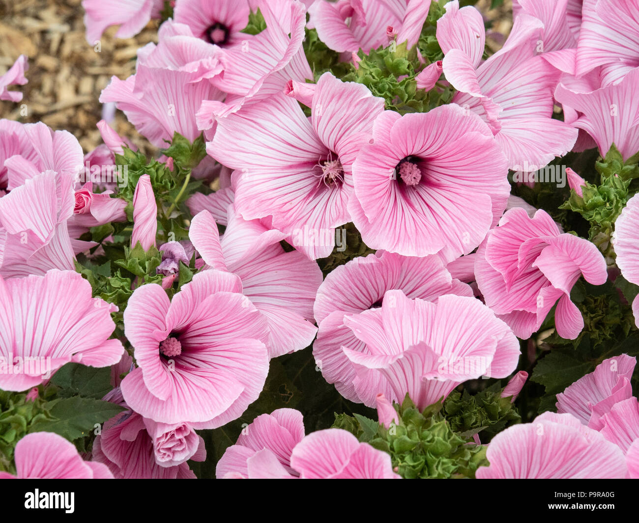 Eine Gruppe der großen, rosa Blüten von lavatera Silver Cup Stockfoto