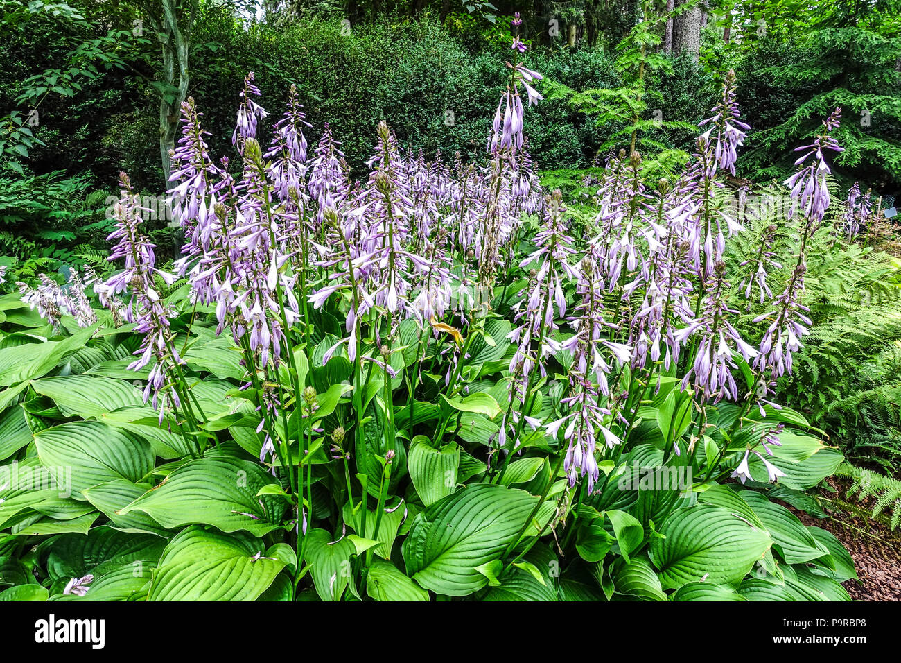 Mehrjährige Pflanzen-Hostas, große Blätter und robuste Arten sind für den schattigen Teil der Gartengrenze, Hosta 'Tall Boy' Lush Garden, geeignet Stockfoto