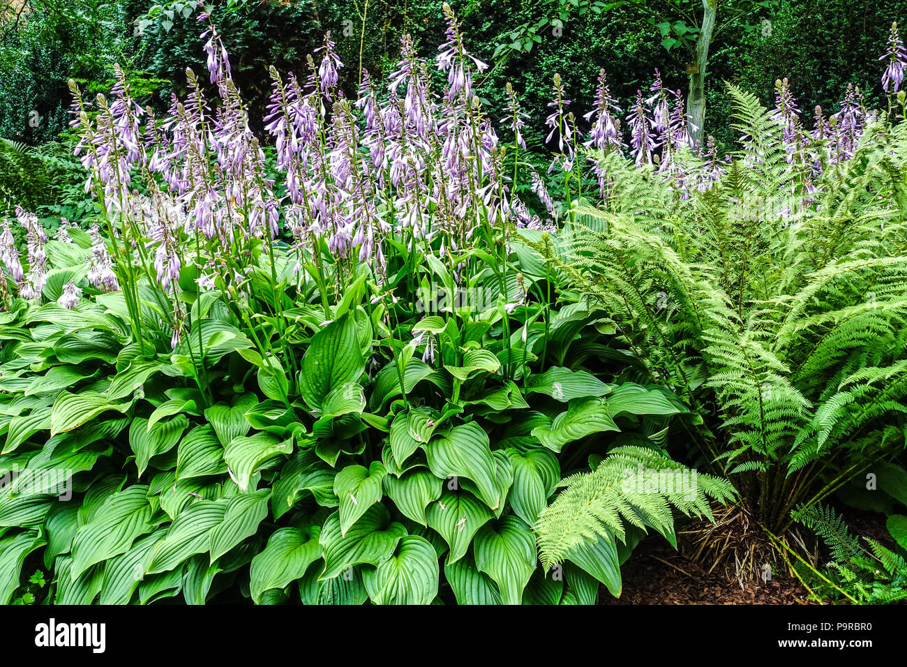 Blühende Hostas Matteuccia struthiopteris, Strauß, Farn, Federball Farn. Grosse Blätter und robuste Art sind geeignet für den schattierten Teil des Gartens Stockfoto