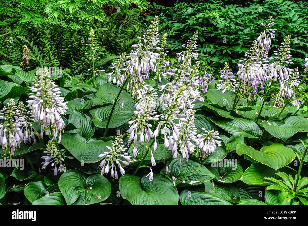 Blühende Hostas, große Blätter und robuste Arten eignen sich für den schattigen Teil des Gartens Hosta Blue Mammoth Stockfoto