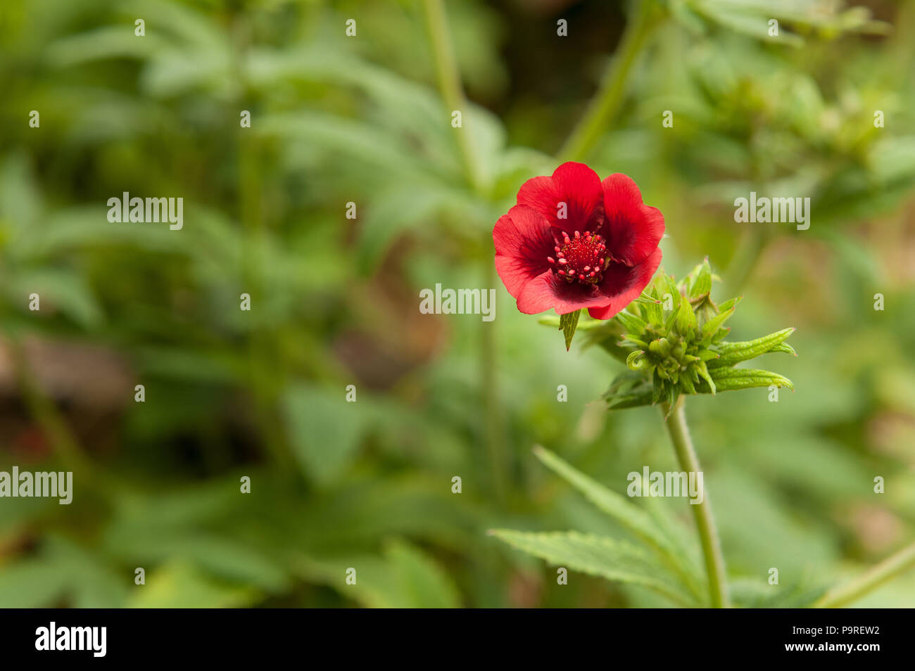 Tiefe schöne rote Blumen zu einem selbst gesät Cannabispflanze von Vogelfutter? Vernichtet zu werden als Illegale in Großbritannien zu wachsen Stockfoto