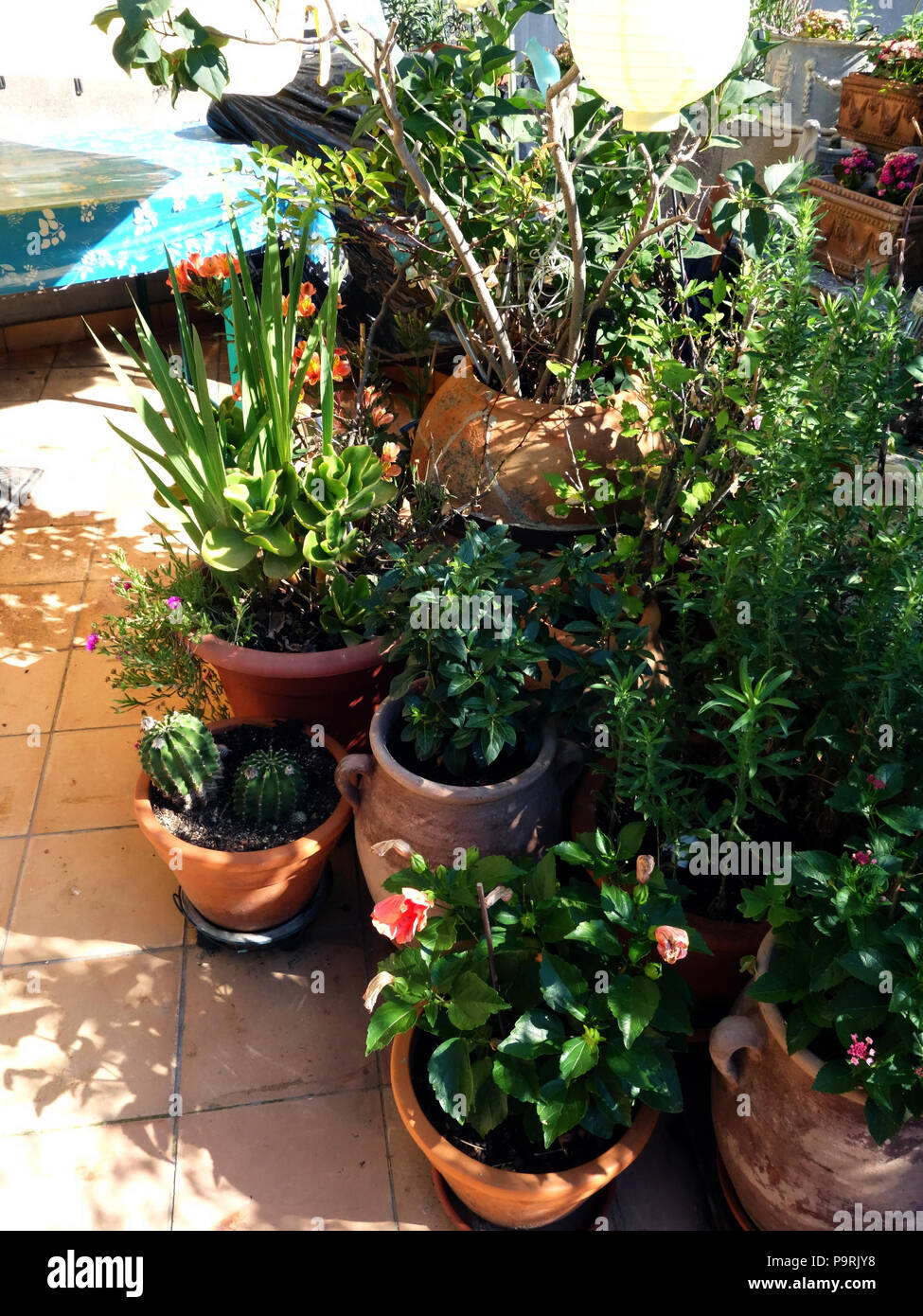 Terrasse Pflanzmaschinen mit Blumen wachsen auf der Terrasse eines französischen Stadthaus in Magalas, Languedoc in Südfrankreich Stockfoto