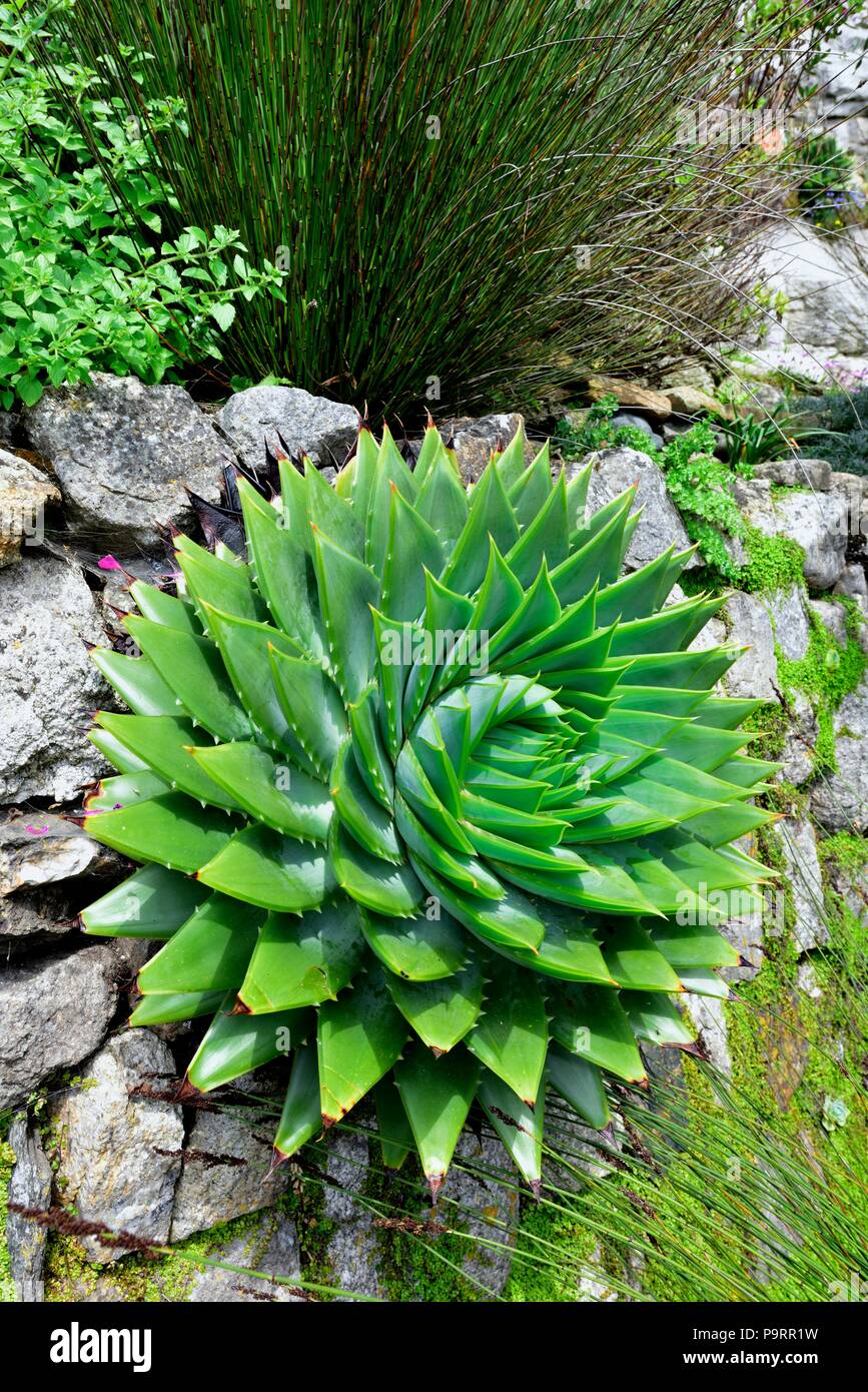 Aloe polyphylla, Spirale Aloe, kroonaalwyn, lekhala kharetsa, viele-leaved Aloe Stockfoto