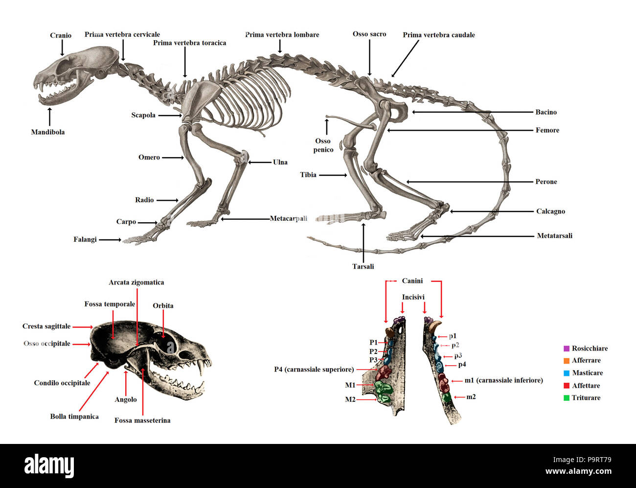 282 Carnivoran Skelett, Schädel und zahnmedizinische Anatomie (IT) Stockfoto