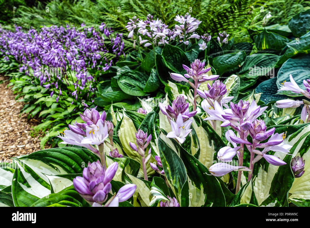 Bluhender Hosta Garten Fire And Ice Bunte Blatter Schoner Gartenrand Lila Bluten Stockfotografie Alamy