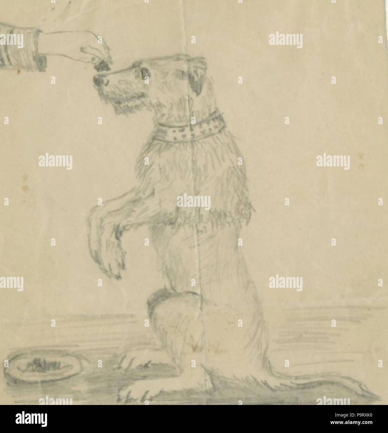 305 Chien fait la Belle Stockfoto