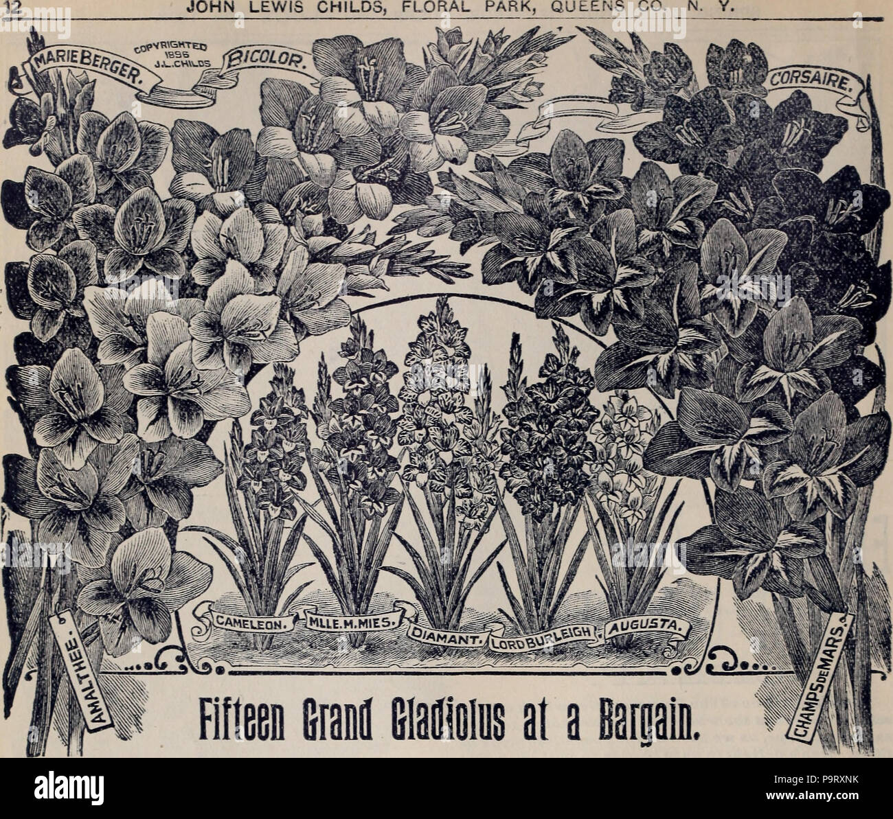 306 Childs' seltene Blumen, Obst und Gemüse (1898) (20613253721) Stockfoto