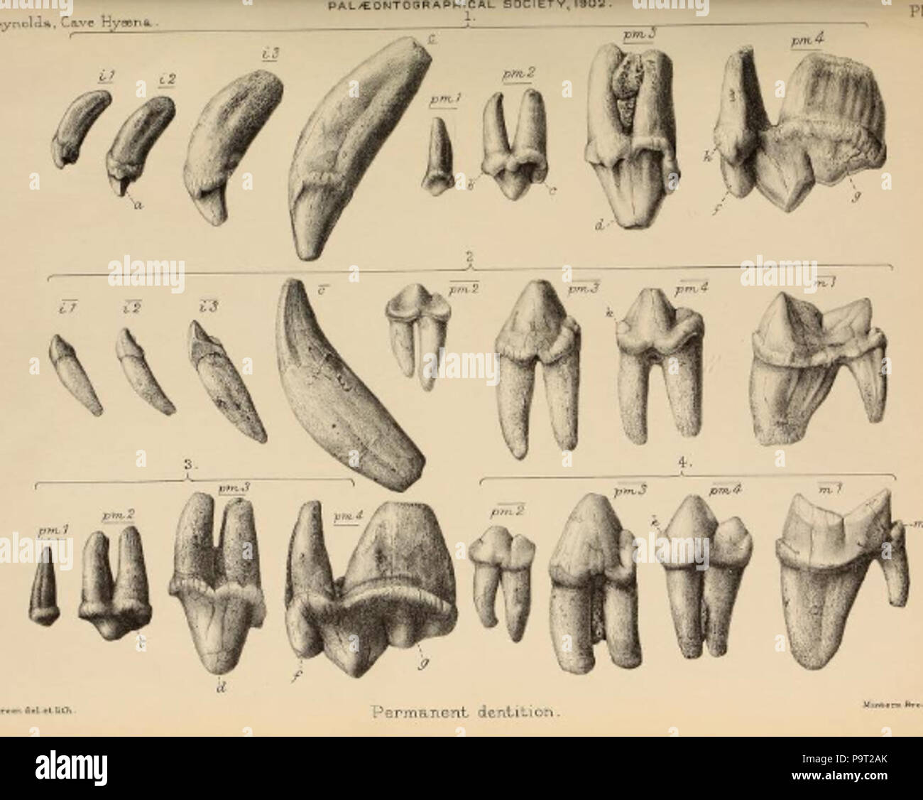 248 Britische Pleistozän Mammalia (1866) Höhle Hyäne Gebiss 1. Stockfoto