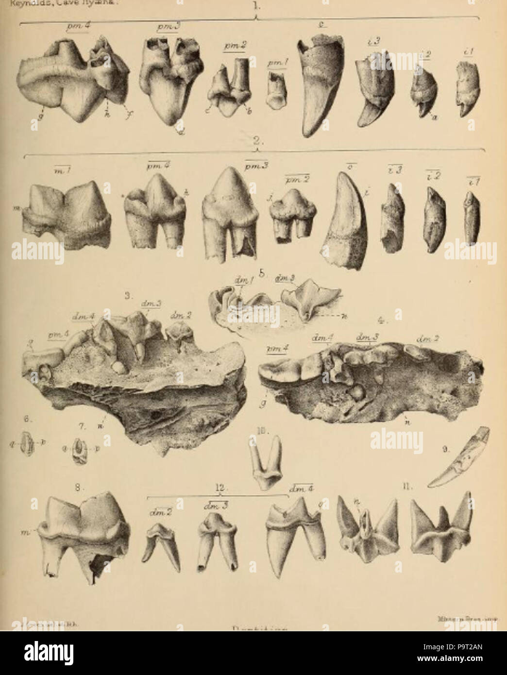 248 Britische Pleistozän Mammalia (1866) Höhle Hyäne Gebiss 2 Stockfoto