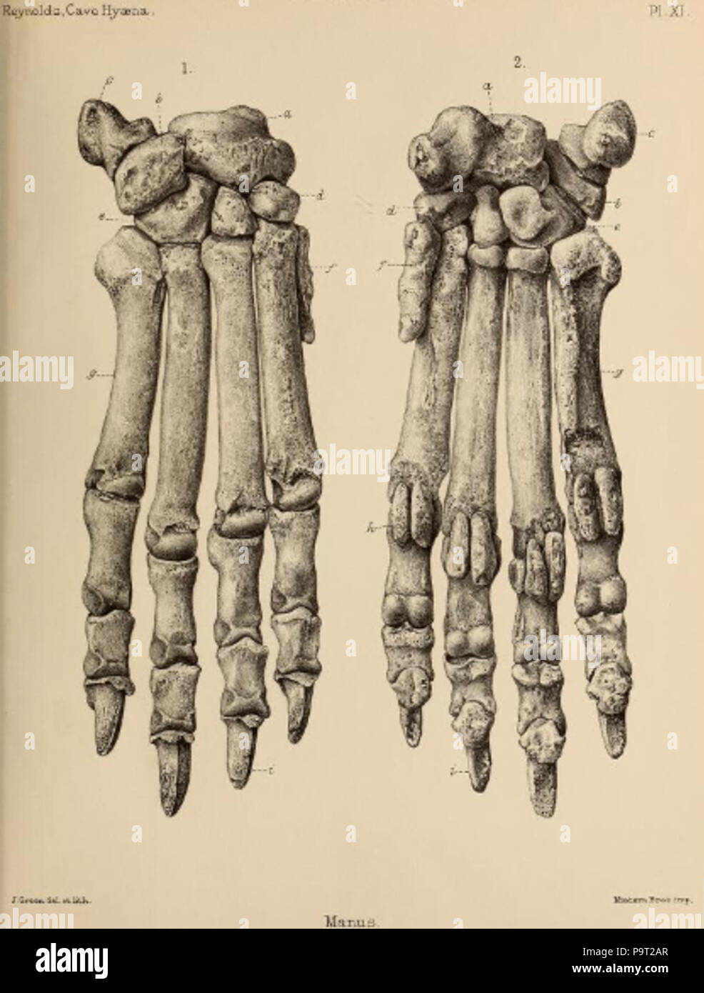 248 Britische Pleistozän Mammalia (1866) Höhle Hyäne Manus 1. Stockfoto